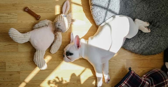 Dog sleeping on a wood floor in the sunlight. It's very cute.