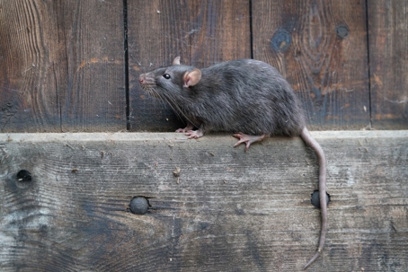 Electric mouse discount