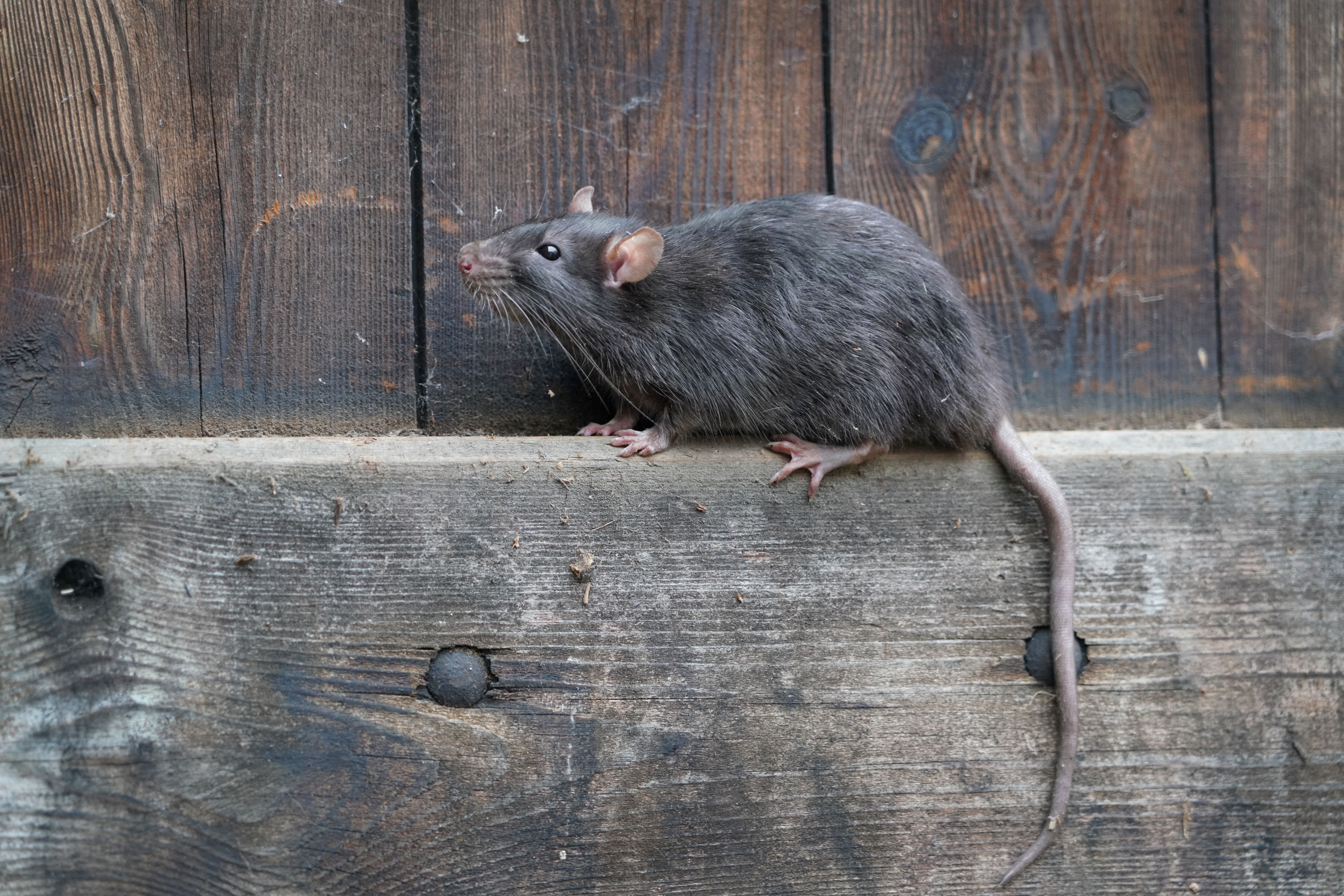 Signs There Are Rodents Chewing on Your Electrical Wiring